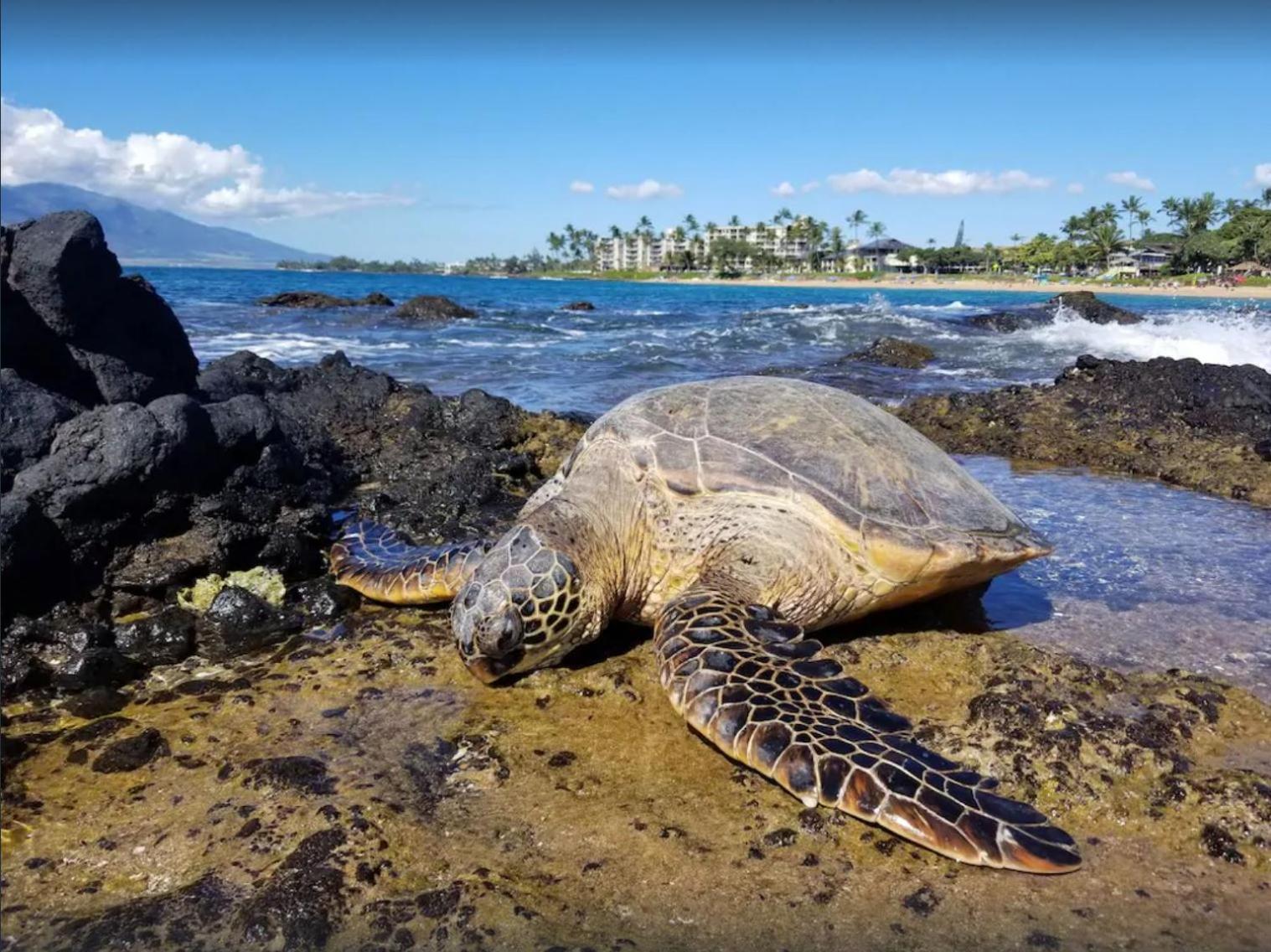 Tropical Maui Kamaole B-Bldg Daire Wailea  Dış mekan fotoğraf